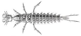 Attēlu rezultāti vaicājumam “Leistus ferrugineus”
