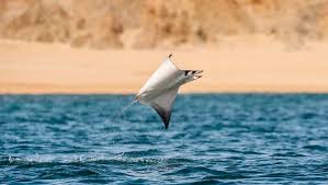 Image result for Mobula munkiana