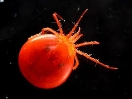 Attēlu rezultāti vaicājumam “Hydrachna”