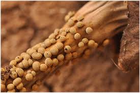 Attēlu rezultāti vaicājumam “Badhamia lilacina plasmodium”