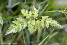 Attēlu rezultāti vaicājumam “Anthriscus sylvestris leaf”