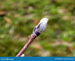 Attēlu rezultāti vaicājumam “Sorbus aucuparia bud”