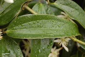 Attēlu rezultāti vaicājumam “Clematis leaf”