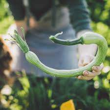 Image result for tromboncino