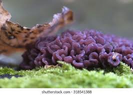 Attēlu rezultāti vaicājumam “Ascocoryne sarcoides”