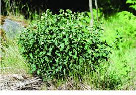 Attēlu rezultāti vaicājumam “Vincetoxicum hirundinaria fruit”