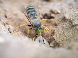 Attēlu rezultāti vaicājumam “Bembix rostrata”