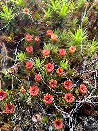 Attēlu rezultāti vaicājumam “Pohlia annotina”