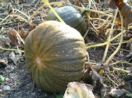 Attēlu rezultāti vaicājumam “Cucurbita pepo fruit”