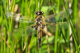 Attēlu rezultāti vaicājumam “Libellula quadrimaculata eggs”