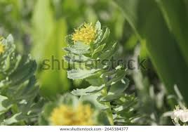 Attēlu rezultāti vaicājumam “Rhodiola rosea flower”