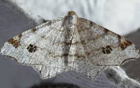 Attēlu rezultāti vaicājumam “Macaria notata”