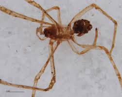 Attēlu rezultāti vaicājumam “Neottiura bimaculata female”