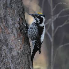 Attēlu rezultāti vaicājumam “Picoides tridactylus”