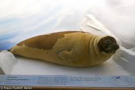 Image result for Pagophilus groenlandicus