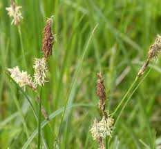 Attēlu rezultāti vaicājumam “Carex hirta male flower”