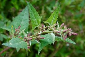 Attēlu rezultāti vaicājumam “Atriplex calotheca flower”