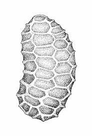 Attēlu rezultāti vaicājumam “Elatinaceae”