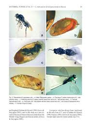 Attēlu rezultāti vaicājumam “Lasioptera rubi”