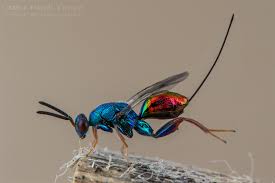 Attēlu rezultāti vaicājumam “Torymidae”