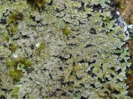 Attēlu rezultāti vaicājumam “Physconia detersa”