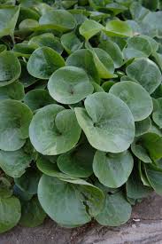 Attēlu rezultāti vaicājumam “Asarum europaeum”