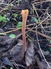 Attēlu rezultāti vaicājumam “Macrotyphula fistulosa”