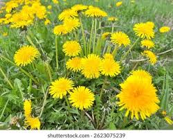 Image result for diente de leon