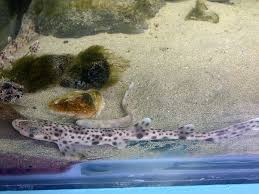 Image result for Scyliorhinus stellaris