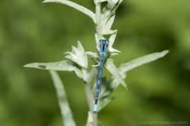 Attēlu rezultāti vaicājumam “Enallagma cyathigerum male”