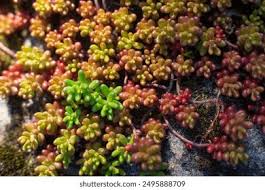 Attēlu rezultāti vaicājumam “Sedum acre fruit”