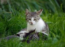 Attēlu rezultāti vaicājumam “Felis silvestris catus”