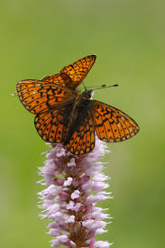 Attēlu rezultāti vaicājumam “Boloria eunomia upperside”