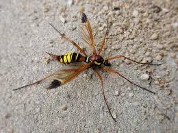Attēlu rezultāti vaicājumam “Tipulidae female”