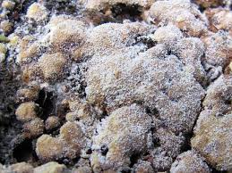 Attēlu rezultāti vaicājumam “Hypocrea pulvinata”