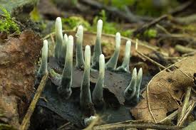 Attēlu rezultāti vaicājumam “Xylaria polymorpha”