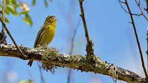 Image result for Serinus serinus