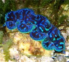 Image result for tridacna