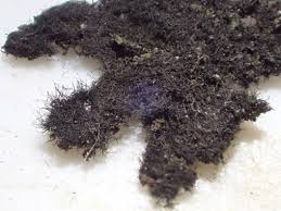 Attēlu rezultāti vaicājumam “Cystocoleus ebeneus”