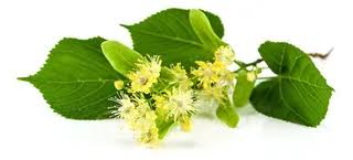 Attēlu rezultāti vaicājumam “Tilia x moltkei”