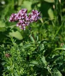 Image result for Origanum vulgare