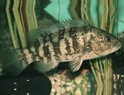 Image result for Tautogolabrus adspersus