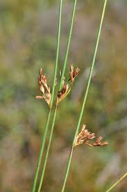 Attēlu rezultāti vaicājumam “Juncus balticus”