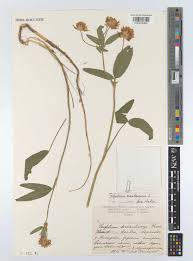 Attēlu rezultāti vaicājumam “Trifolium montanum leaf”