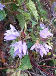 Image result for Campanula trachelium