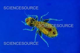 Attēlu rezultāti vaicājumam “Psocoptera”