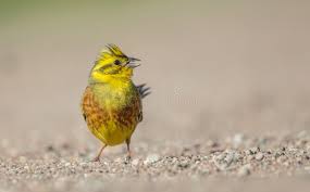 Attēlu rezultāti vaicājumam “Emberiza citrinella male”