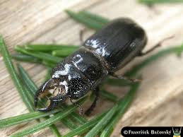 Attēlu rezultāti vaicājumam “Ceruchus chrysomelinus”