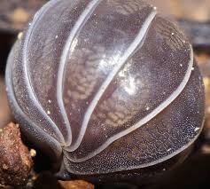 Attēlu rezultāti vaicājumam “Oniscoidea”