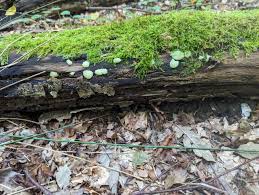 Attēlu rezultāti vaicājumam “Stemonitis flavogenita”